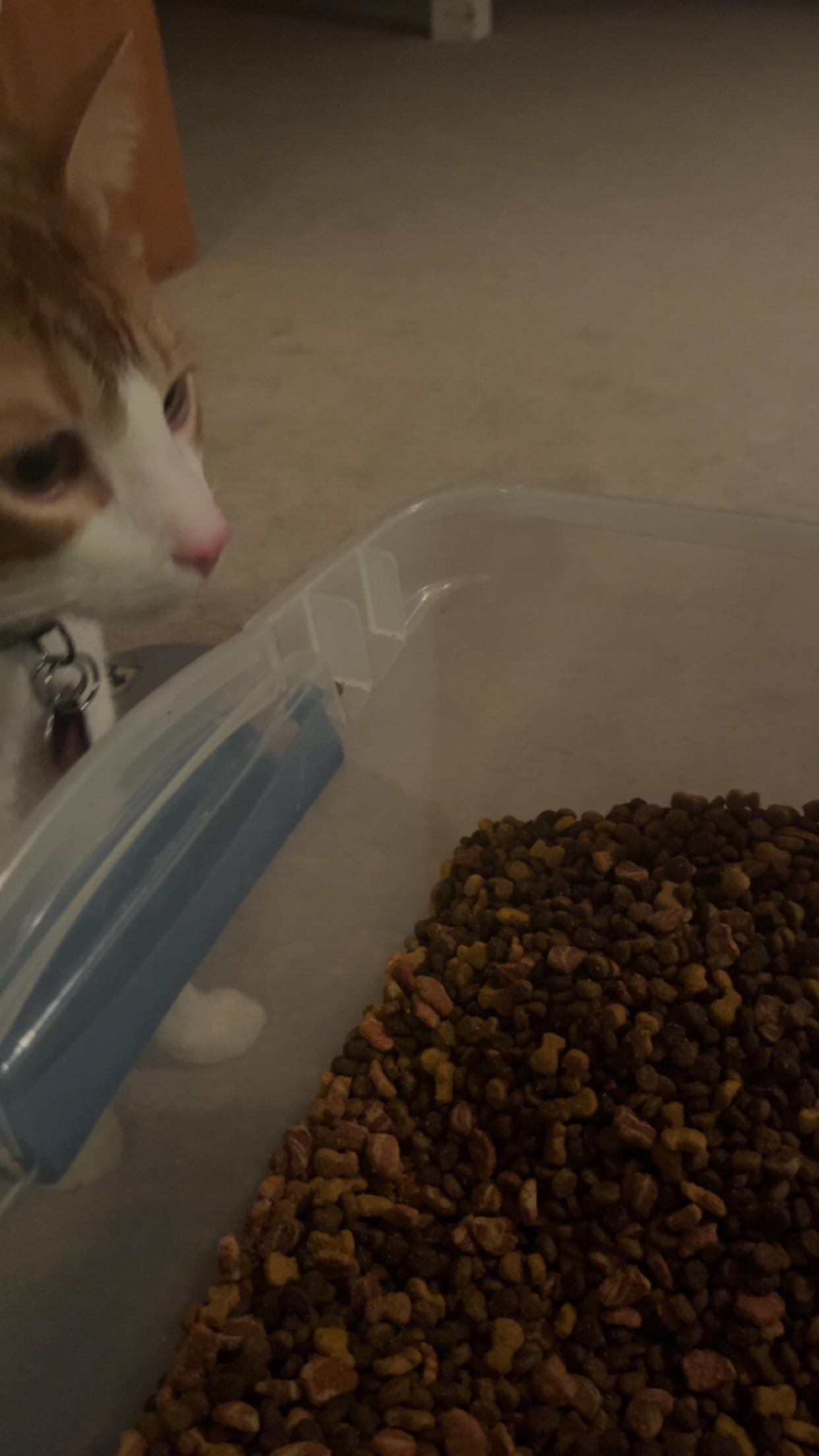 Picture of mouse the cat